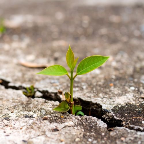 Administração Antifrágil: Como Desenvolver Negócios que Crescem com o Caos